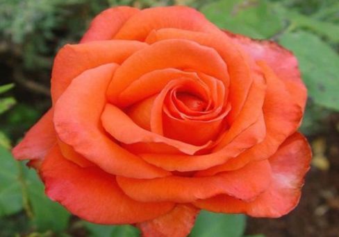 Роза чайно-гибридная Импульс
